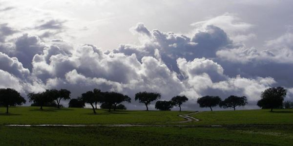 Detetado corte ilegal de sobreiros em Torres Vedras - Vimarsana News