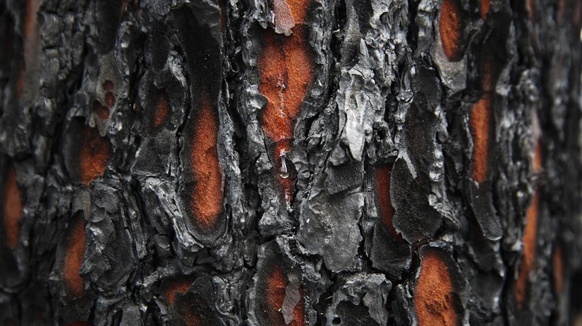 Reportagem multimédia. O país ardeu por dentro em Pedrógão Grande
    