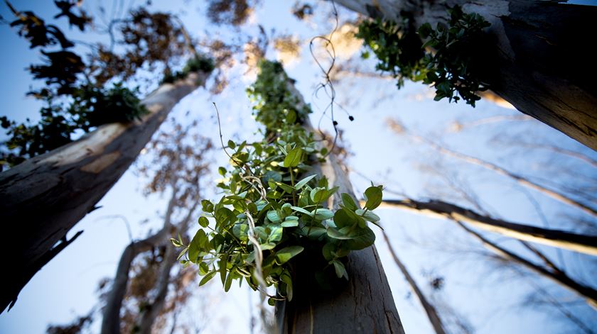 O Mundo em Três Dimensões - Dia da Árvore - 21/03/2019