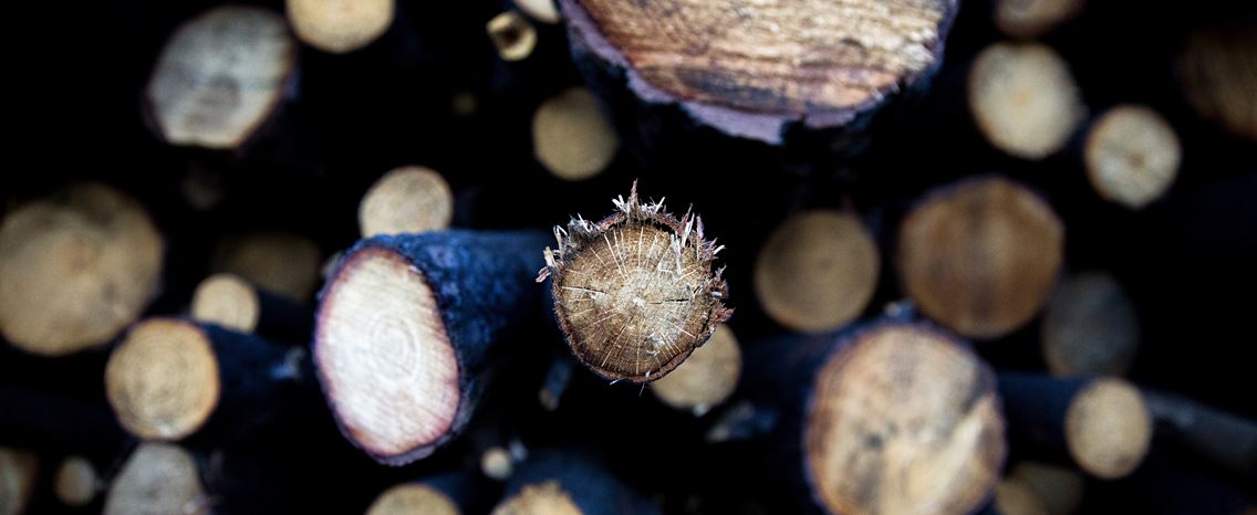 Árvores queimadas. Foto: Joana Bourgard/RR