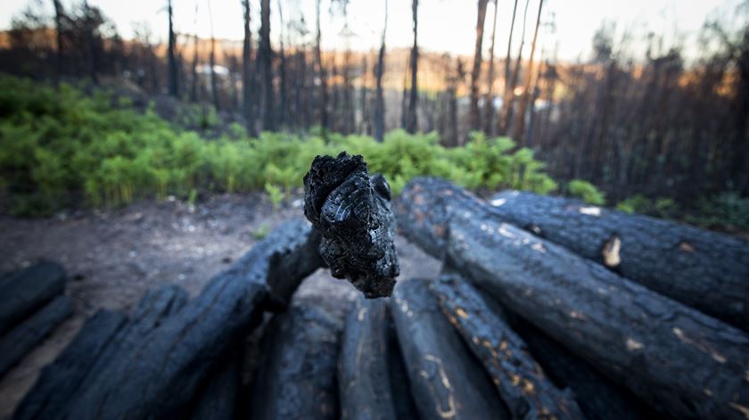 Governo diz que os fundos europeus para fogos serão aplicados integralmente nos prejuízos