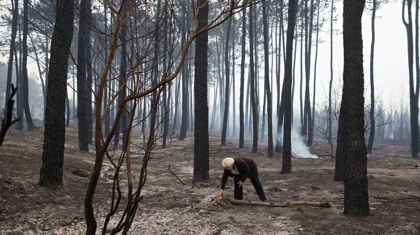 Plano de reflorestação do Pinhal de Leiria derrapa dois meses