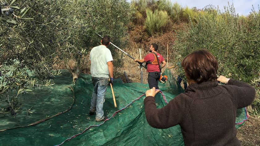 Imigração. Ir para Beja a apanha da azeitona e ficar por lá