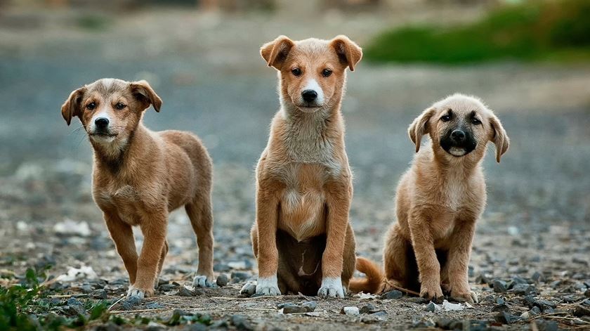 Dia do Cão - As Três Da Manhã