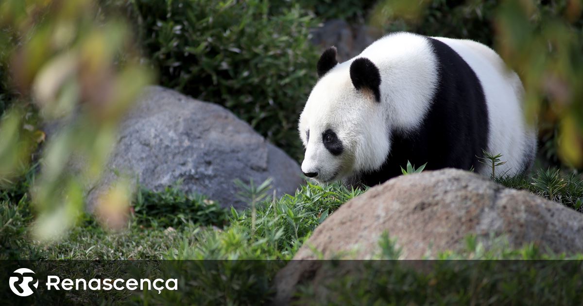 Panda já não espécie “em perigo” na China