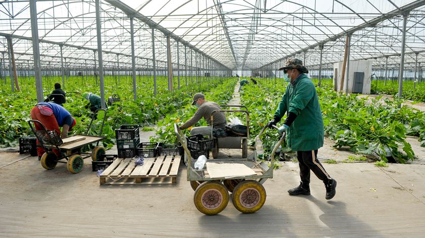 estufa - agricultura Foto: Lusa