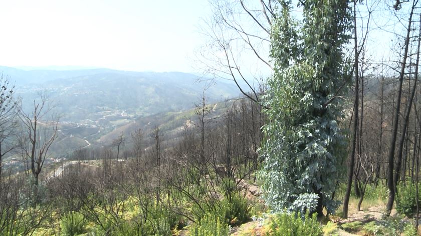 Oliveira do Hospital "invadida por muitos milhares de eucaliptos"