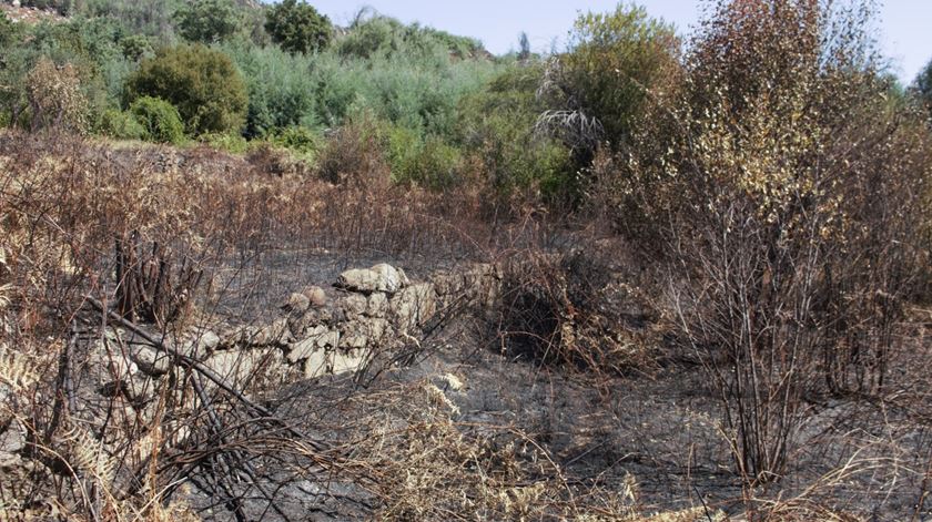 Vestígios dos incêndios de 21 de agosto em Louriçal do Campo, distrito de Castelo Branco. Foto: Fábio Monteiro 