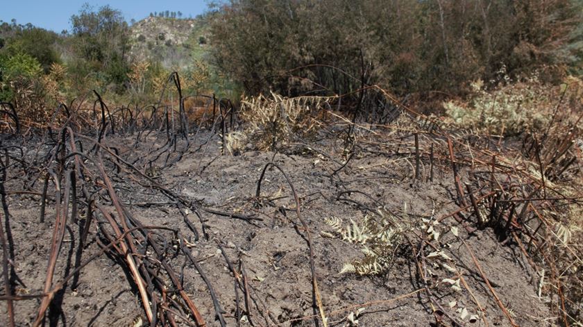 Outro local onde ocorreu um incêndio em Louriçal do Campo. Foto: Fábio Monteiro
