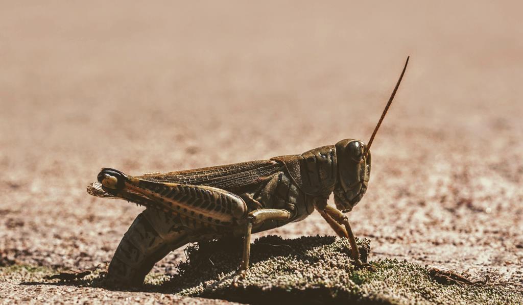 Praga De Gafanhotos Ue Manda Mais 10 Milhoes De Euros Para Africa Renascenca