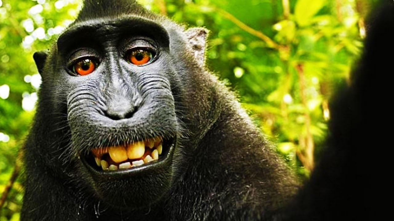 Macaco Naruto