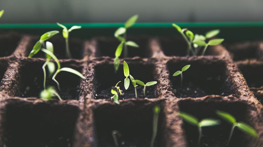 Se receber sementes que não pediu, não as semeie. Podem ter pragas. Foto: Markus Spiske/Unsplash