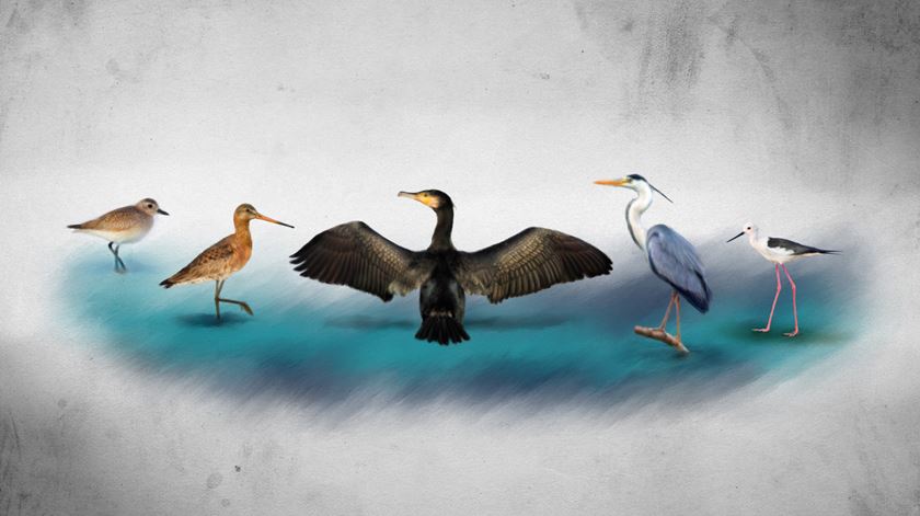 Montijo. Aviões e milhares de aves em rota de colisão sobre o Tejo