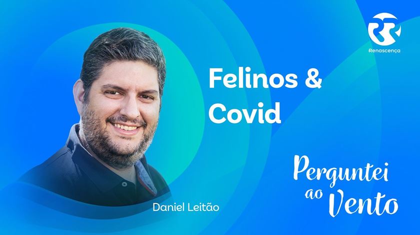 Felinos & Covid - Perguntei Ao Vento