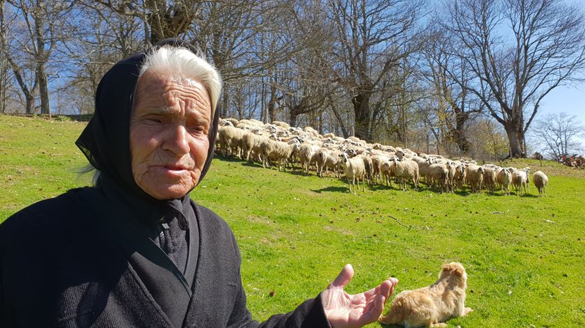 De cajado na mão, mulheres guardam os gados em Trás-os-Montes