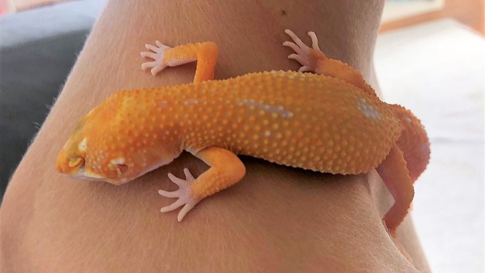 "Animais estranhos em casa"... da Mariana Alvim