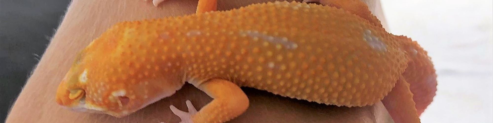 "Animais estranhos em casa"... da Mariana Alvim