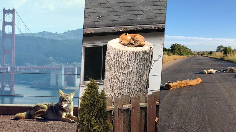 Animais invadem as cidades ago...