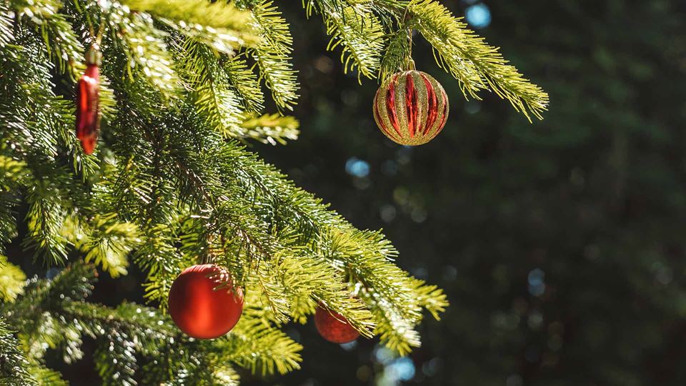 Ao comprares estas árvores de ...