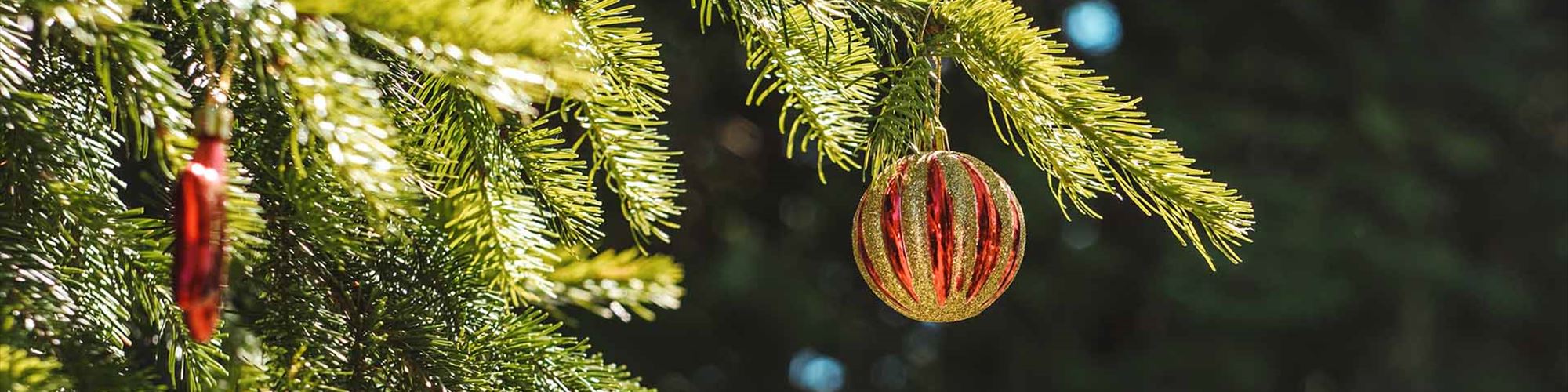 Ao comprares estas árvores de Natal, estás a dar uma nova vida ao pinhal de Leiria