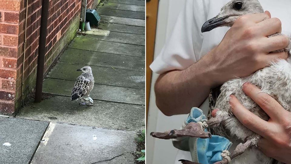 Corta os elásticos das tuas má...