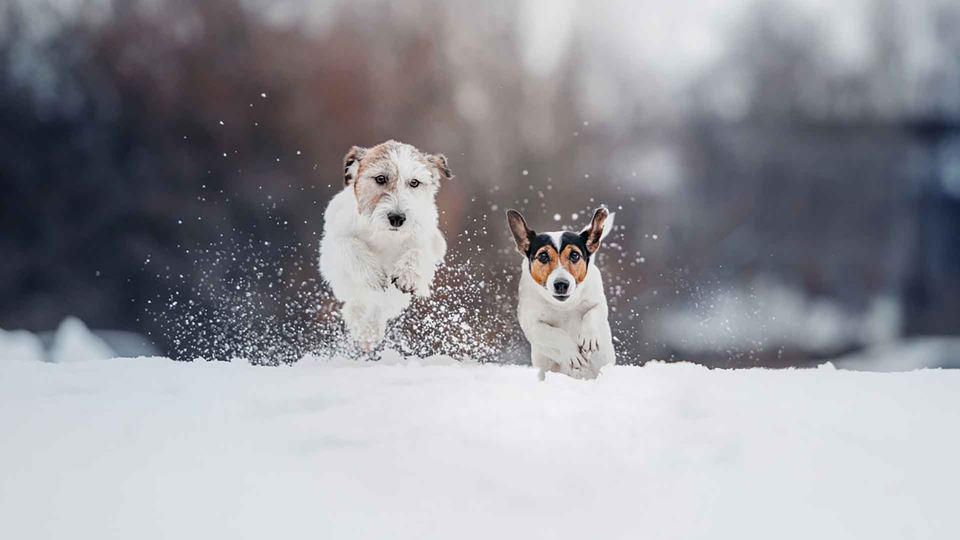 Soterrados na neve, são salvos pelos próprios cães - RFM