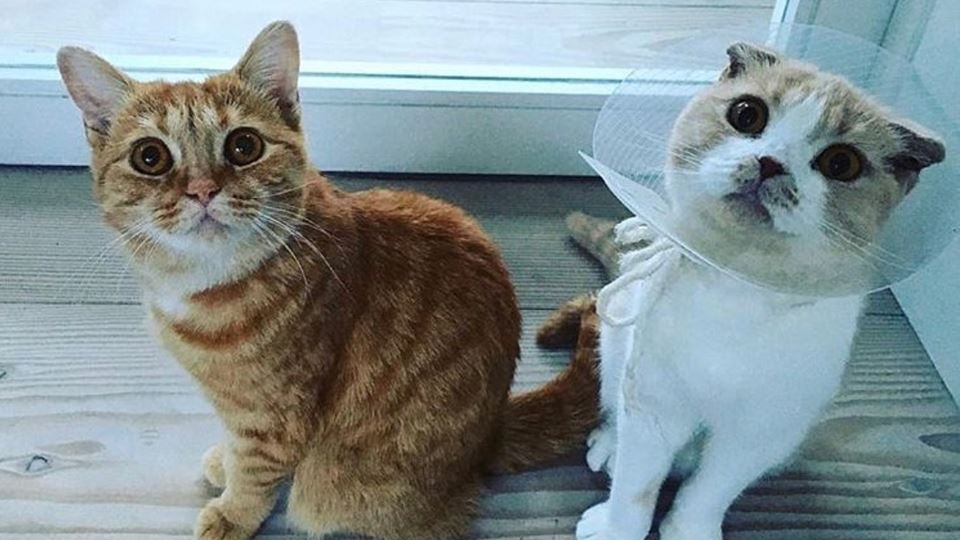 Calippo e Dorito: os gatos do ...