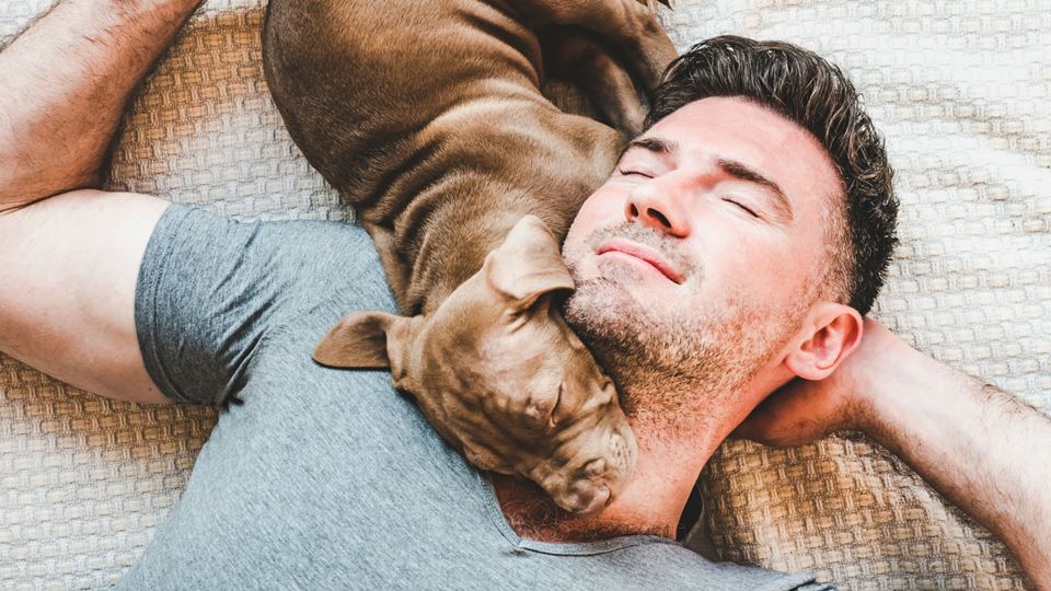 Cães que dormem com os donos s...