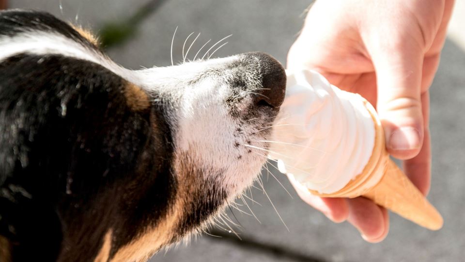 Não dês gelado ao teu cão!