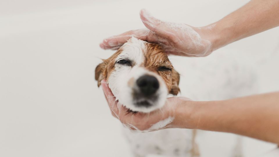 Agora, já podes dar banho ao c... Agora, já podes dar banho ao c...
