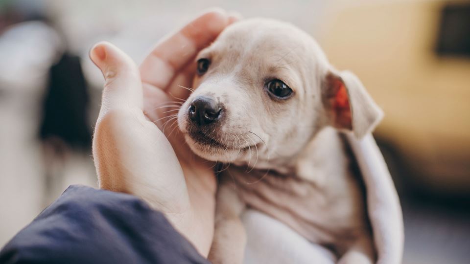 Afinal, a idade dos cães não s... Afinal, a idade dos cães não s...
