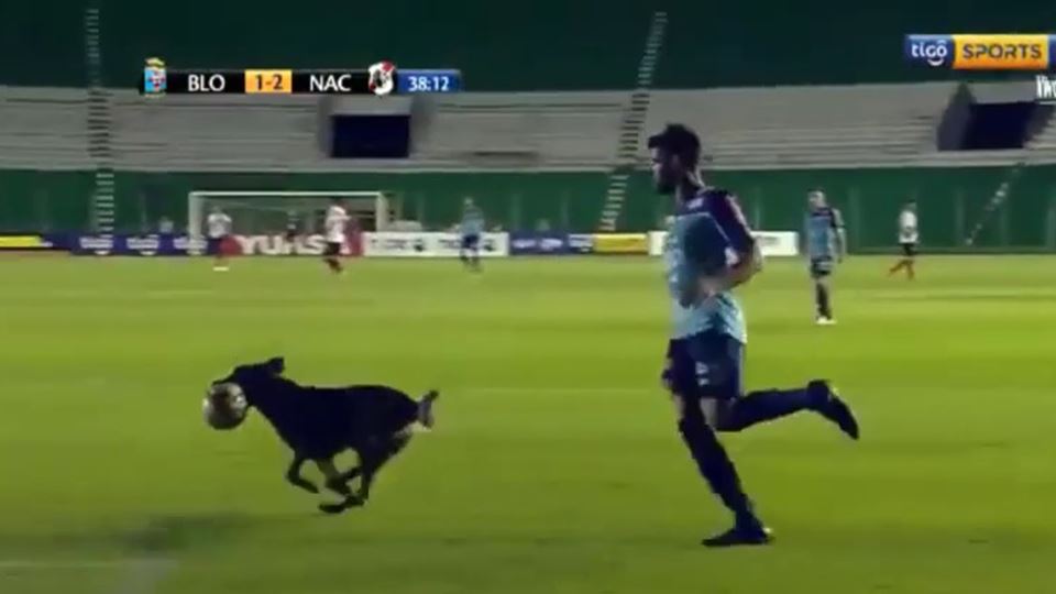 Agarra que é cão polícia e rou...