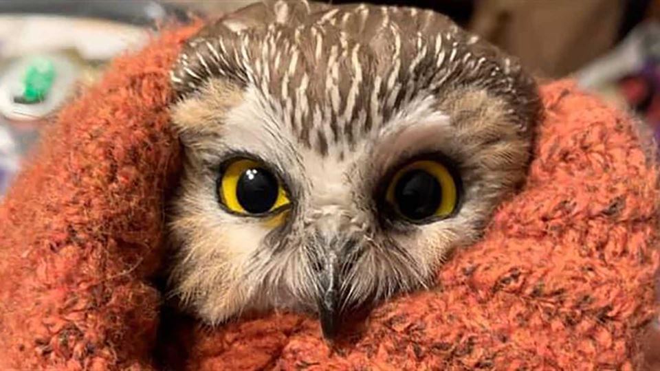 A coruja da árvore de Natal qu...