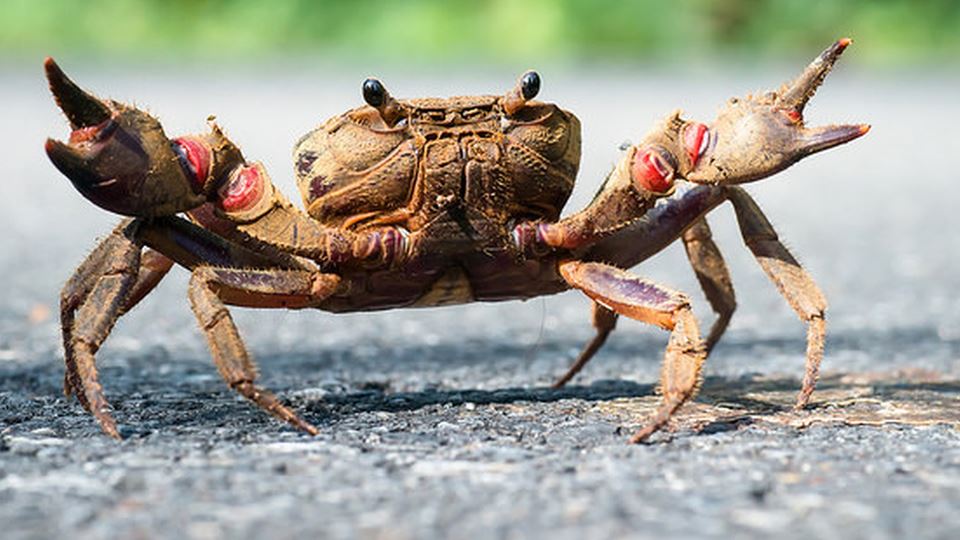 Caranguejo salva a família Caranguejo salva a família