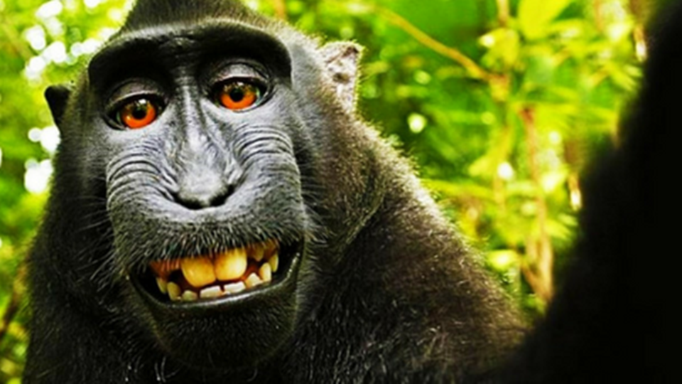 O mistério da “selfie” do maca...