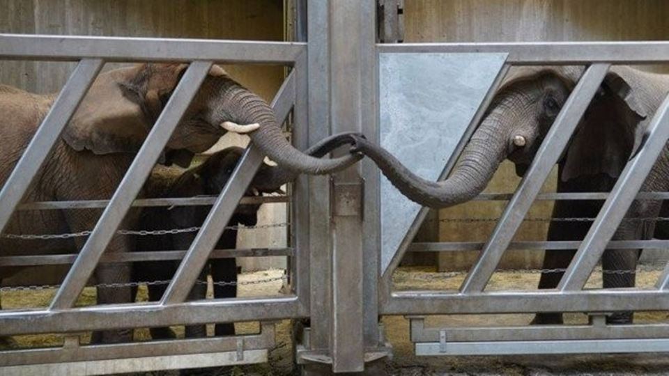 O reencontro emocionante de do...