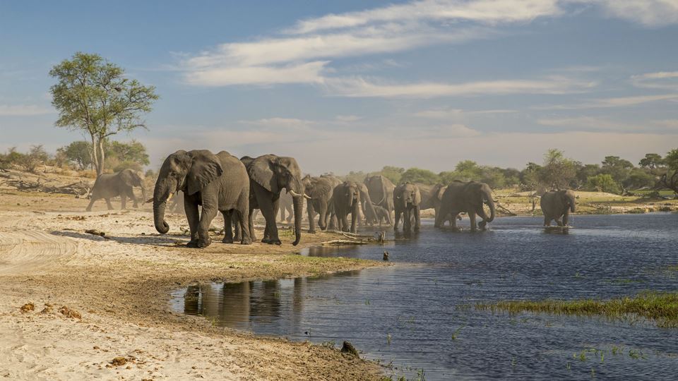 O que está a matar centenas de...