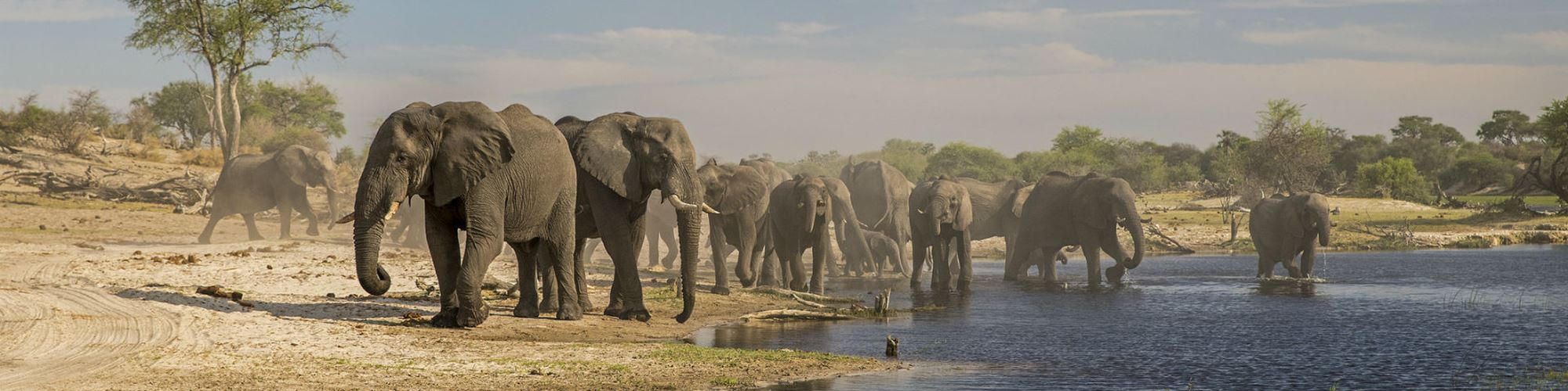 Está desvendada a misteriosa causa da morte de 300 elefantes no Botsuana