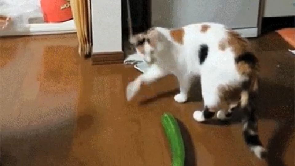 Porque é que os gatos têm medo...