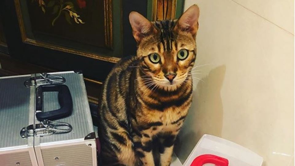 O gato da Sónia Tavares chama-... O gato da Sónia Tavares chama-...