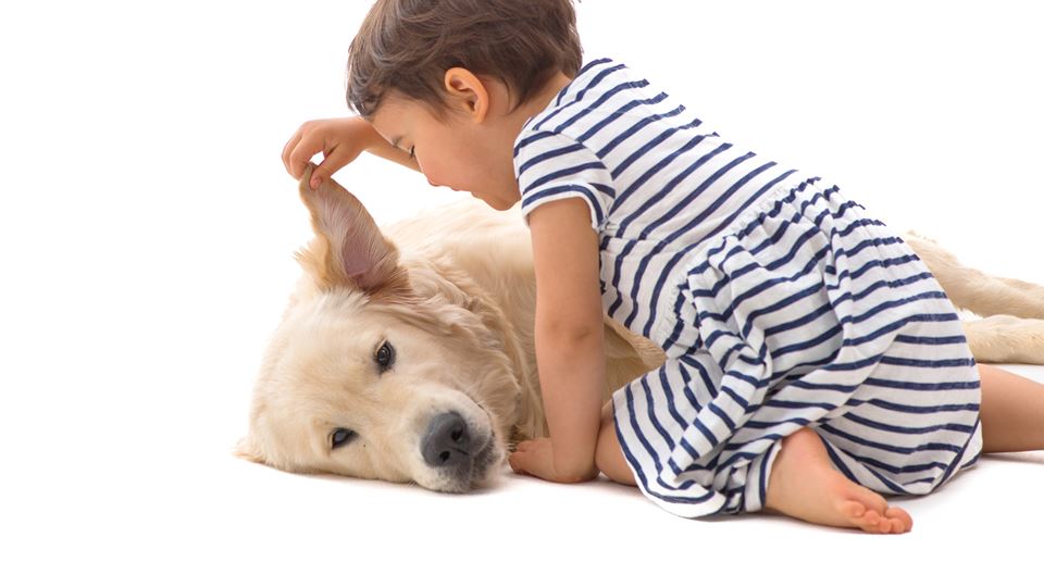 Os cães percebem o que lhes di...