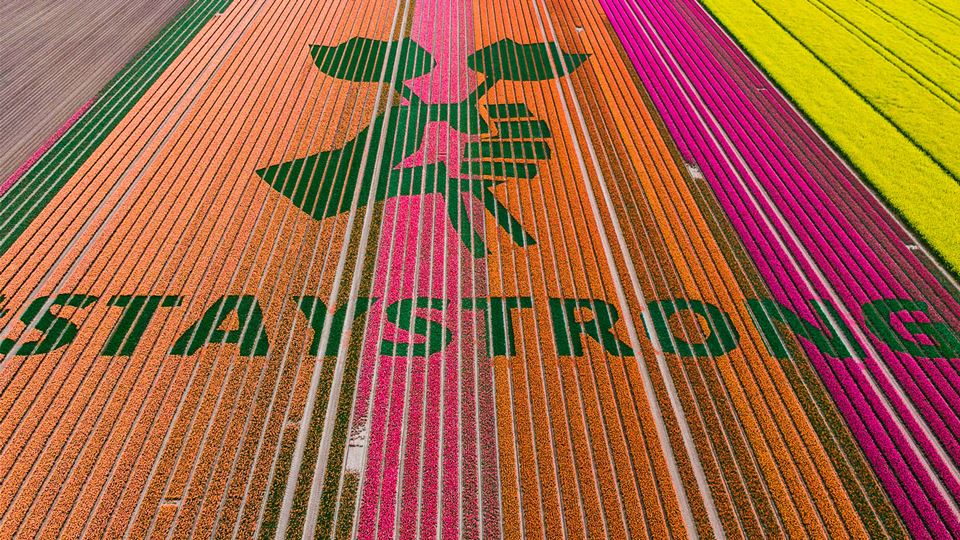 Campos de tulipas enchem-se de...