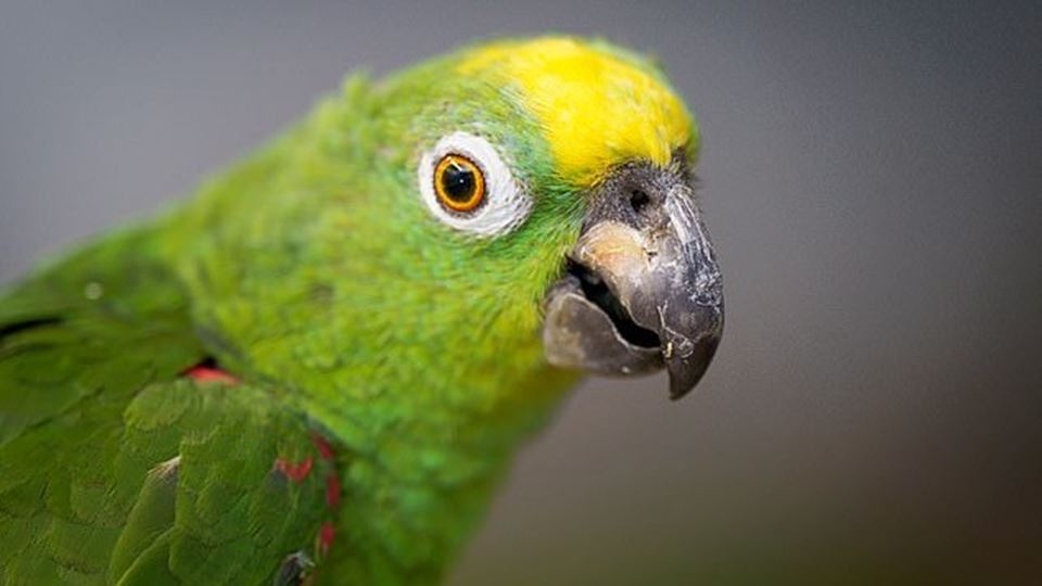 Papagaio canta Beyonce, Lady G...