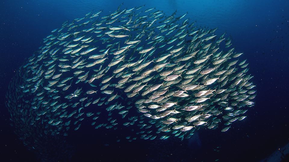 Já há sardinhas no Oceanário!