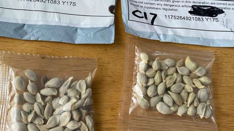 Atenção às sementes que estão ...