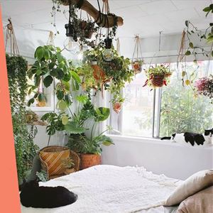 Ana Gomes Living - top 5 das plantas para termos no quarto