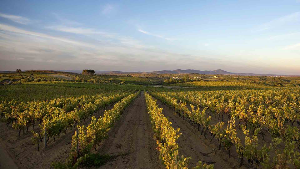 Eleita Cidade do Vinho, Pinhel...